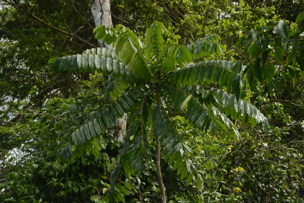 Homalolepis cedron; photograph (c) Siddarth Machado, some rights reserved (CC BY)