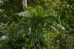 Homalolepis cedron