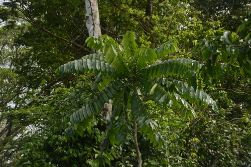 Homalolepis cedron, photograph 1