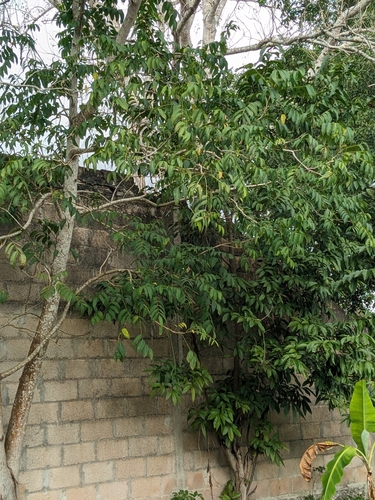 Foto de Cedro