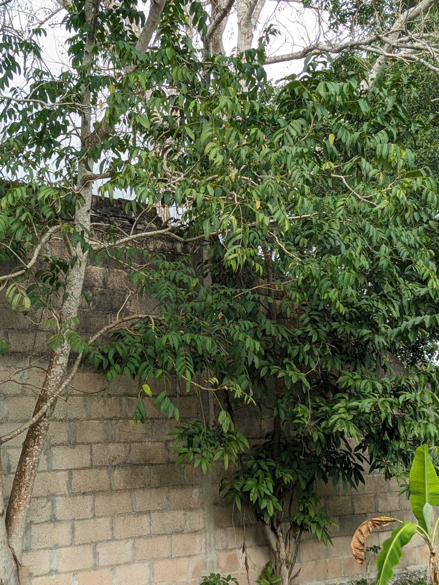 Imagem de Cedro