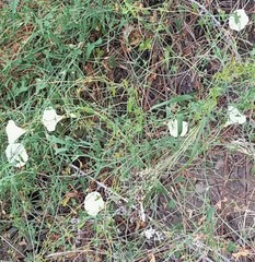 Calystegia collina