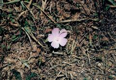 Spanish Mallow (Malva hispanica)