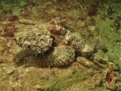 Scorpaenopsis macrochir