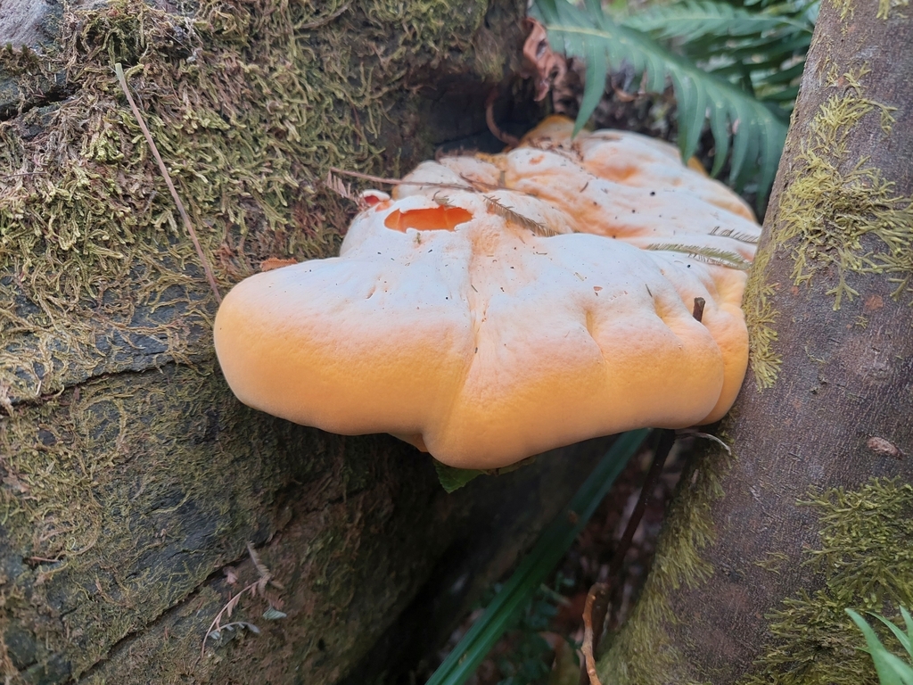 Piptoporus australiensis · January 2025 · photo: © ninakerr01 (iNaturalist, cc-by)
