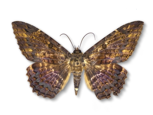 Feigeria tiasa