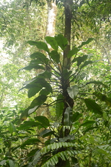 Philodendron auriculatum, photograph (c) Siddarth Machado, some rights reserved (CC BY)