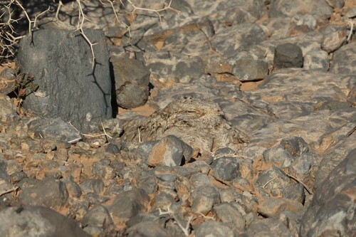 Egyptian Nightjar (Caprimulgus aegyptius), photo 4
