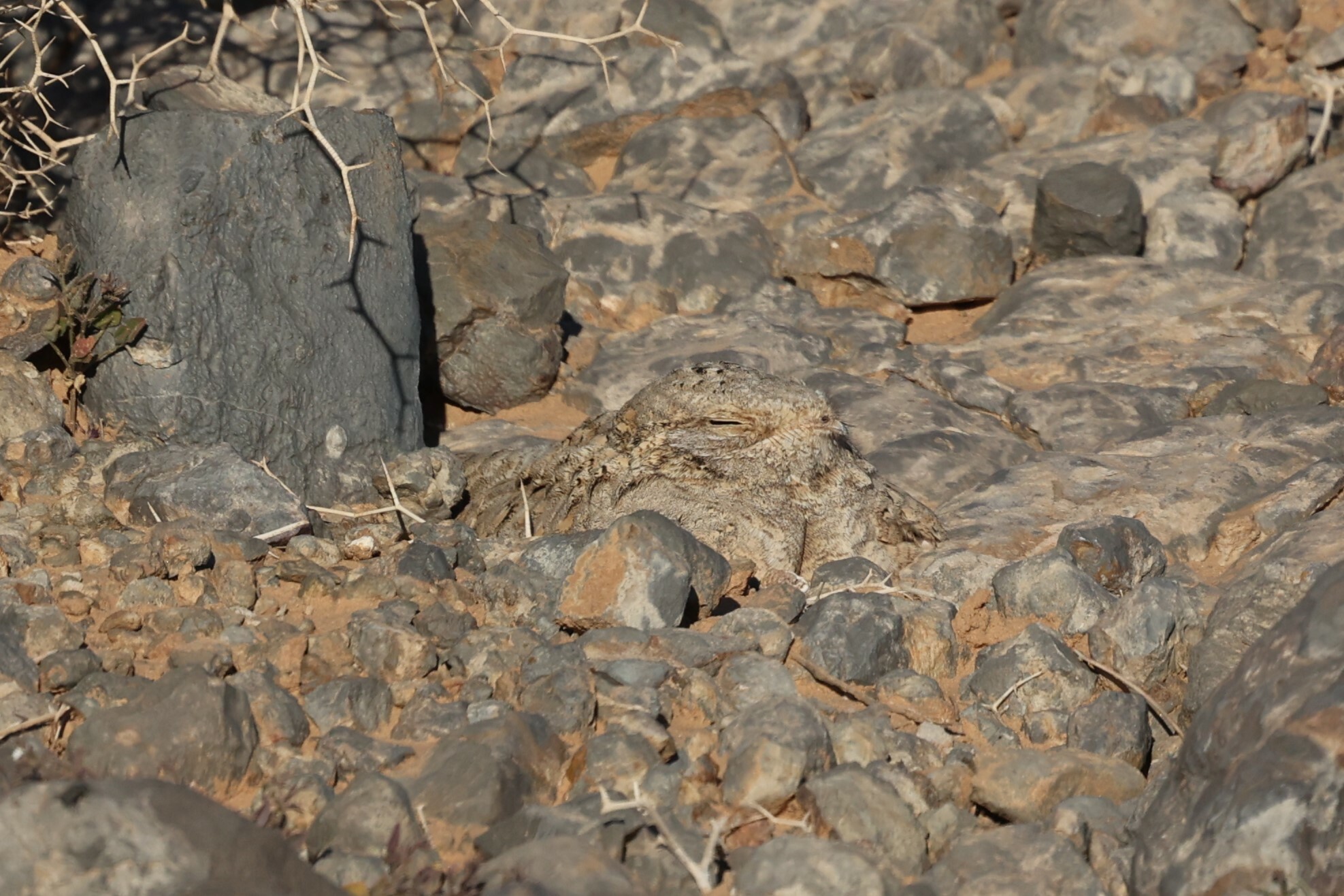 Egyptian Nightjar (Caprimulgus aegyptius), photo 4