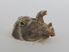 Packardia elegans