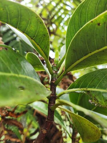 Psychotria mariniana observed 2024-09-15