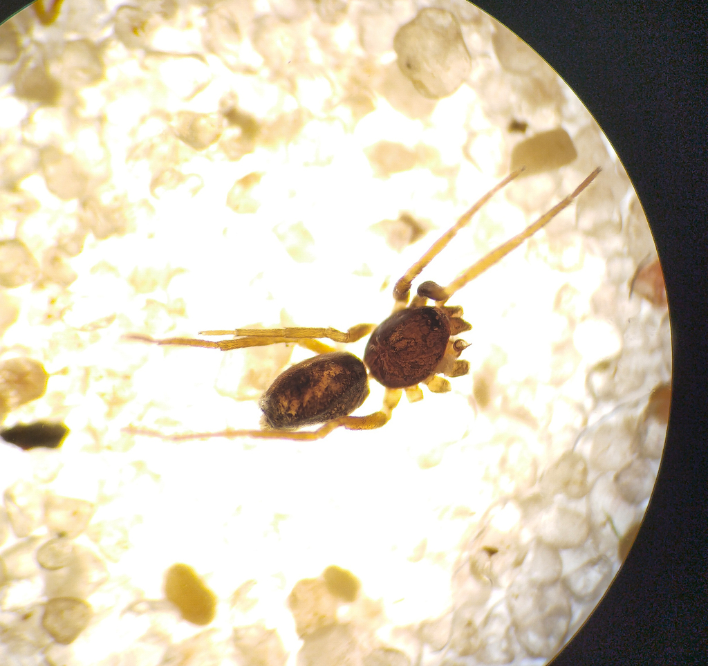 Phrurolithus szilyi