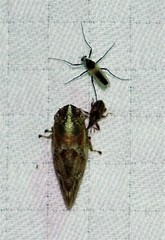 Aphrophora saratogensis
