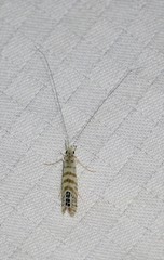 Nectopsyche exquisita