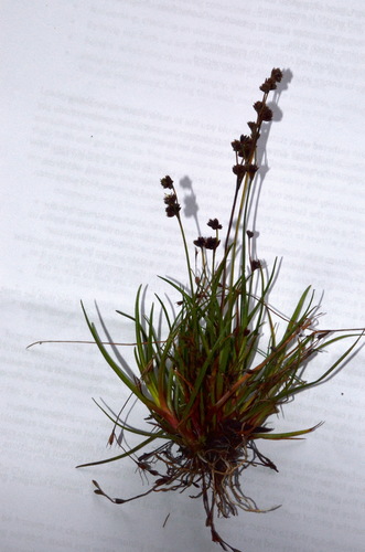 Juncus planifolius