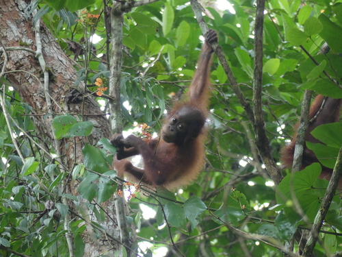 ボルネオオランウータン