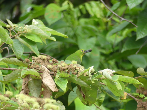 Greater Green Leafbird (Chloropsis sonnerati), photo 9