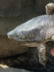 Dermatemys mawii