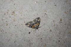 Dysstroma hersiliata