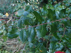 Berberis piperiana