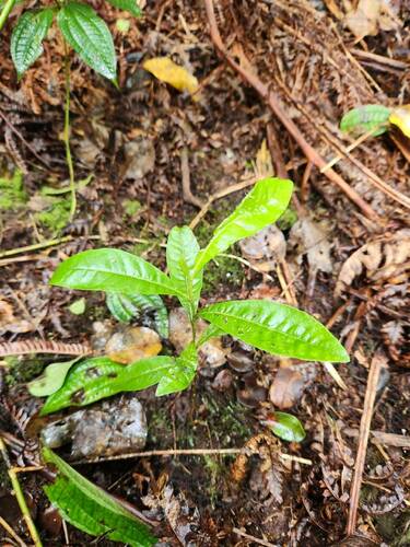 Dodonaea viscosa observed 2024-09-15