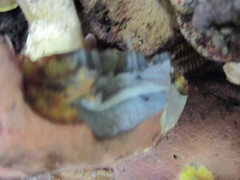 Boletus subluridellus