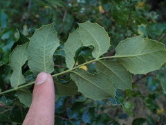 Berberis piperiana