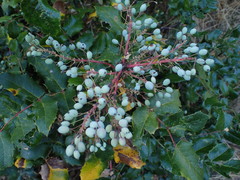 Berberis piperiana