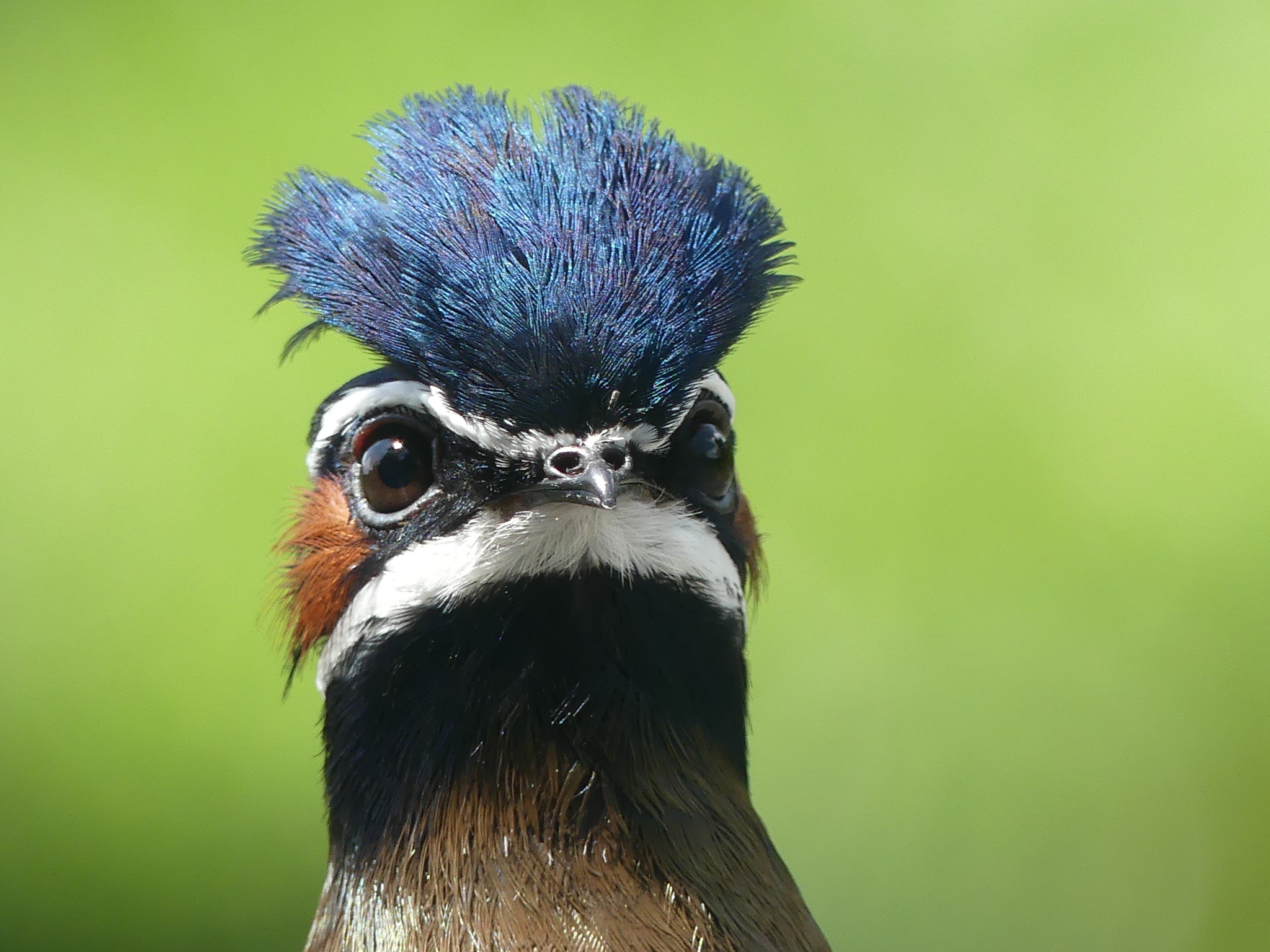 Whiskered Treeswift illustration