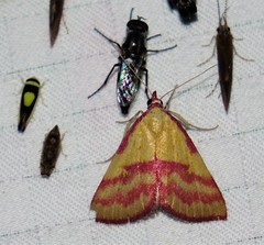 Phytometra rhodarialis