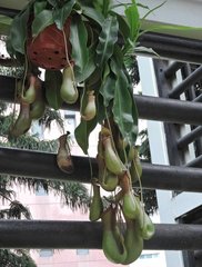 Nepenthes alata × ventricosa