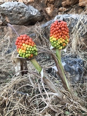 Arum dioscoridis
