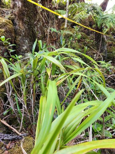 Dianella sandwicensis observed 2024-10-18