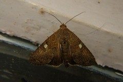 Odontodes aleuca