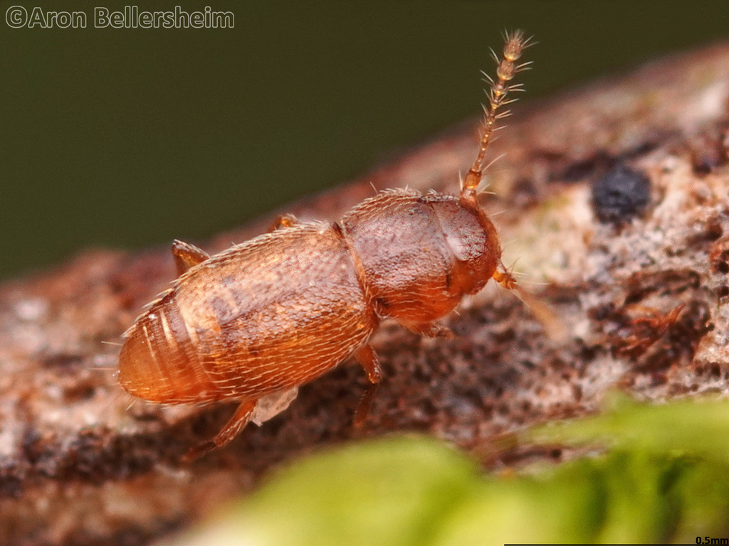 Ptinella limbata