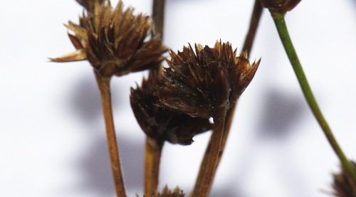 Juncus planifolius