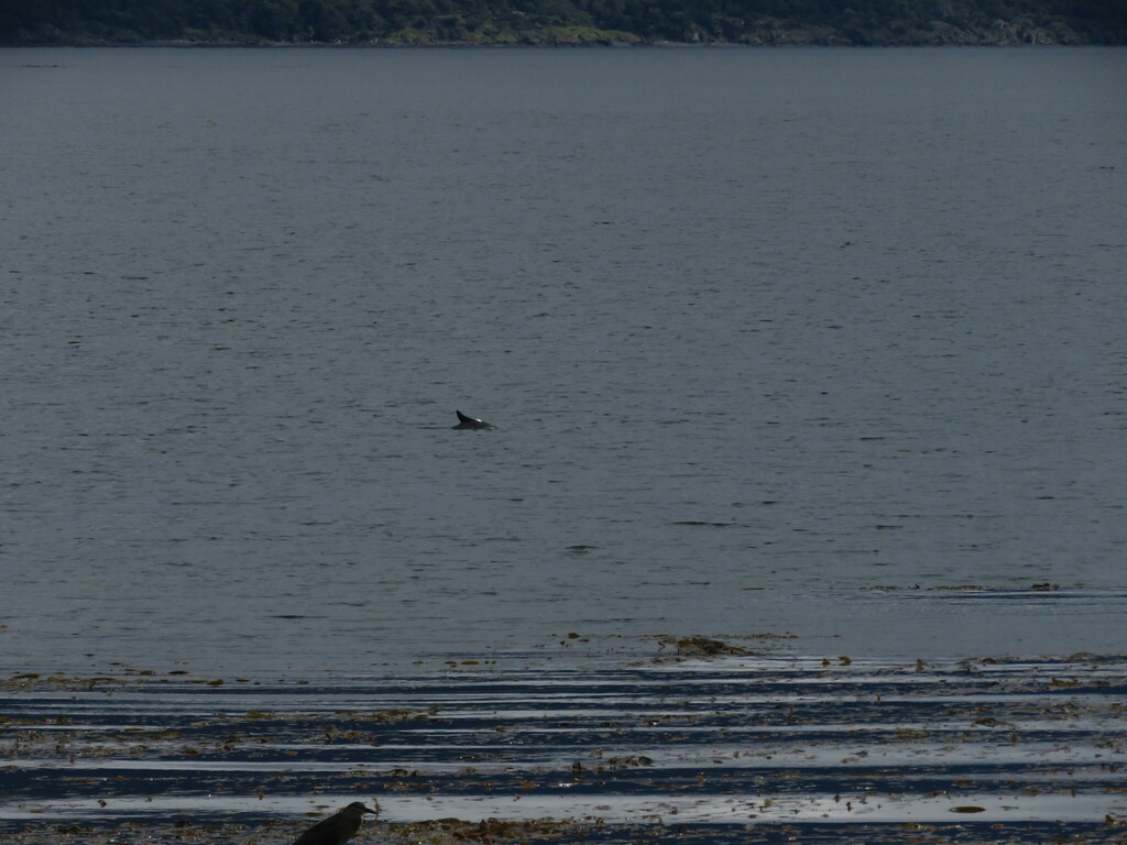 Burmeister's porpoise surfacing at a distance, with its dorsal fin just visible