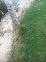 Nasua narica nelsoni