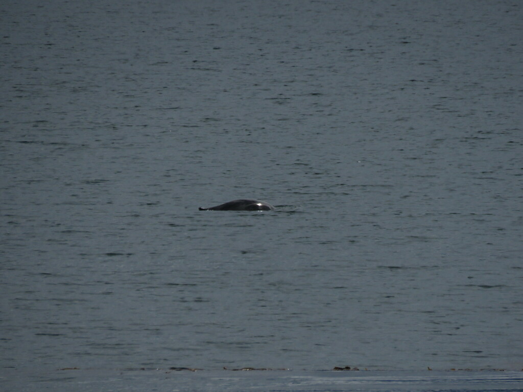 Burmeister's porpoise surfacing at a distance in dark water