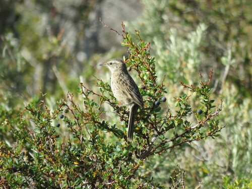 Austral Canastero (Asthenes anthoides)