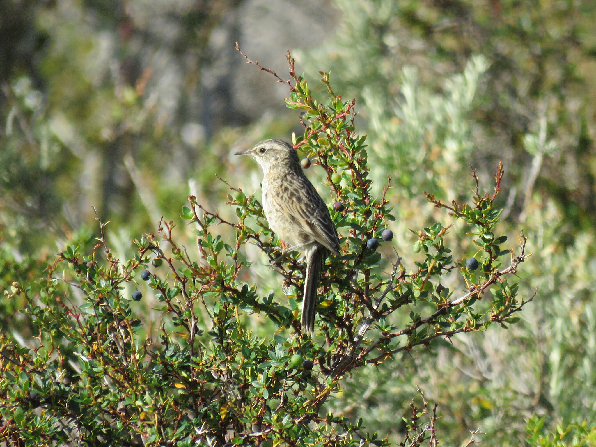 Austral Canastero (Asthenes anthoides), photo 1