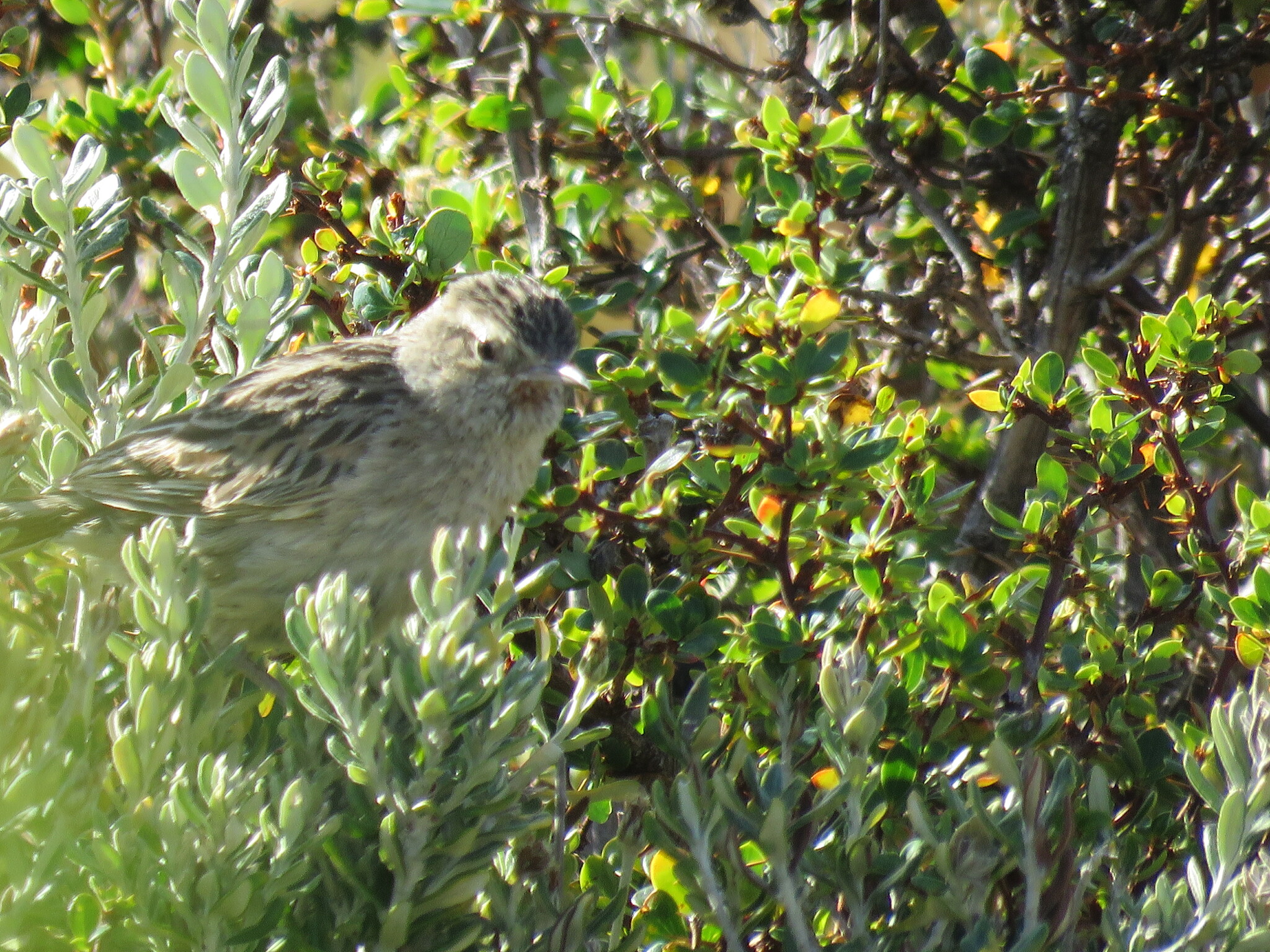 Austral Canastero (Asthenes anthoides), photo 2