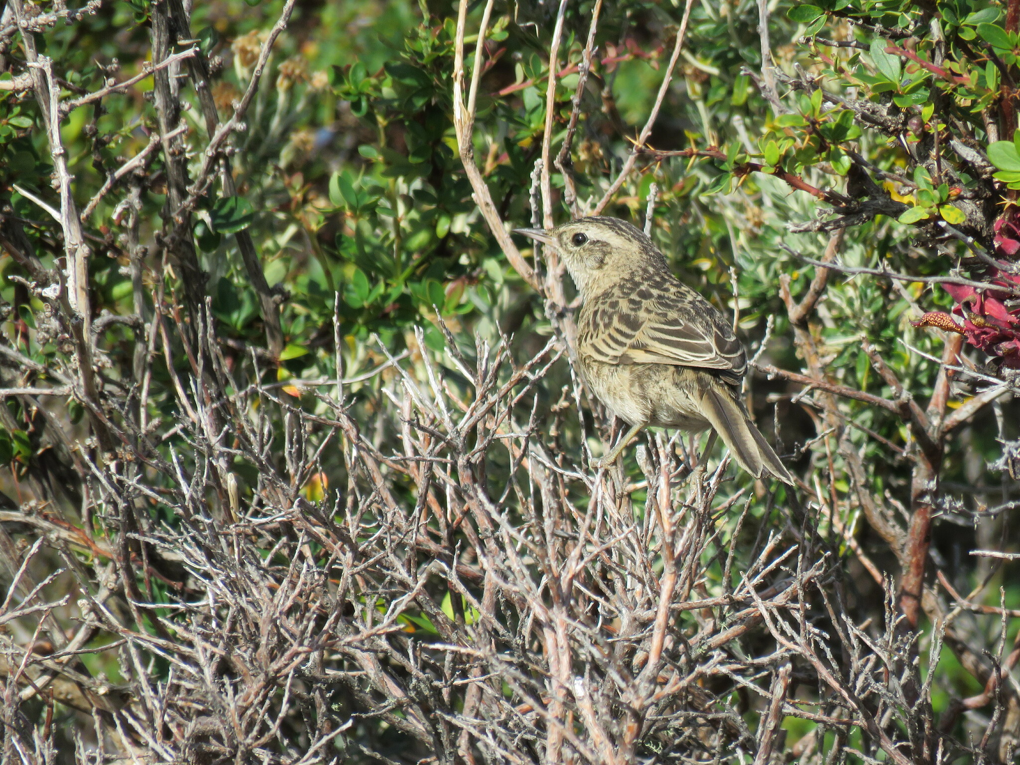 Austral Canastero (Asthenes anthoides), photo 3
