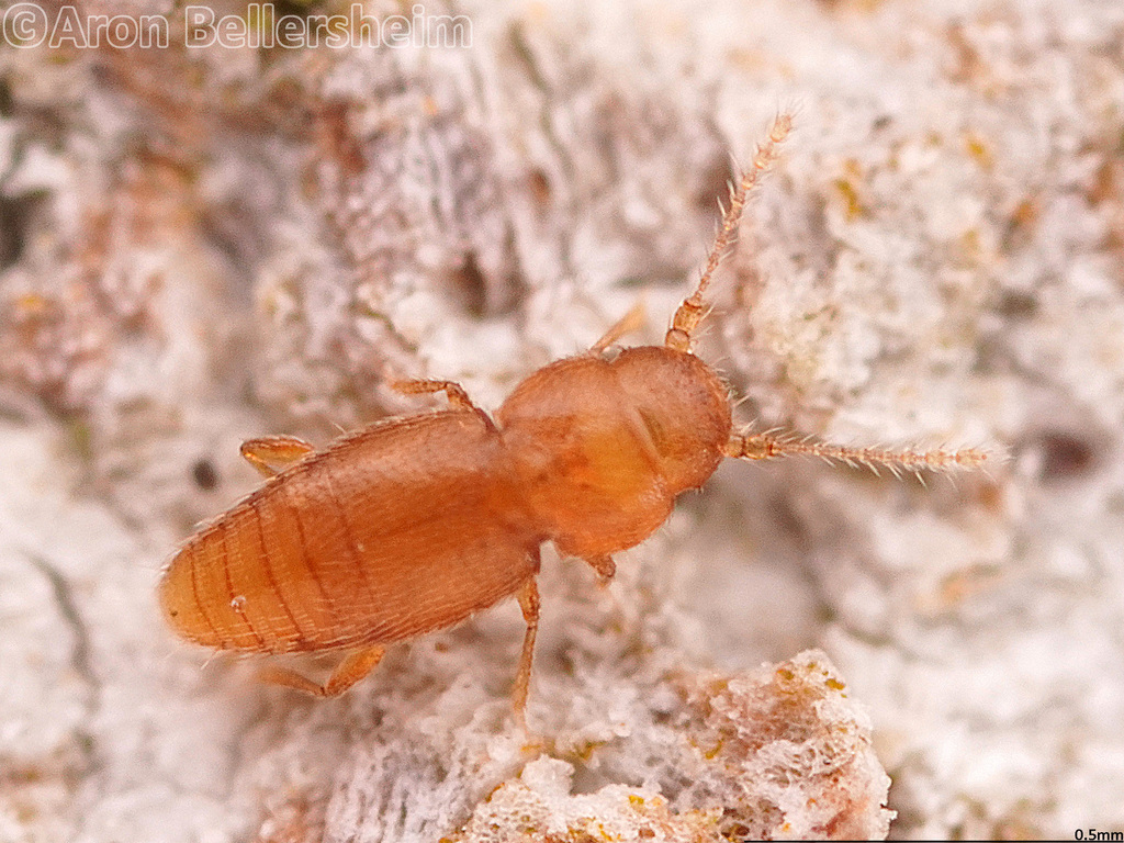 Ptinella aptera