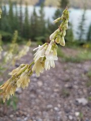 Hedysarum sulphurescens