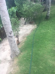 Nasua narica nelsoni