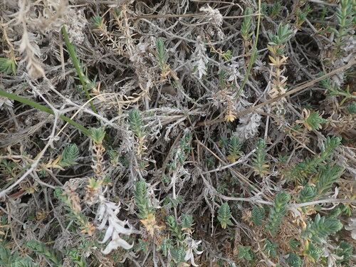 Image of Crucianella maritima by (c) Franck Cabot, some rights reserved (CC BY)