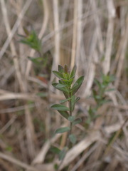 Linum maritimum, photograph (c) Franck Cabot, some rights reserved (CC BY)