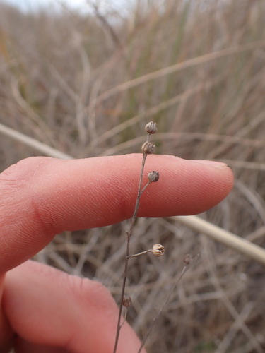 Linum maritimum, photograph 4
