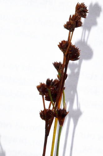 Juncus planifolius